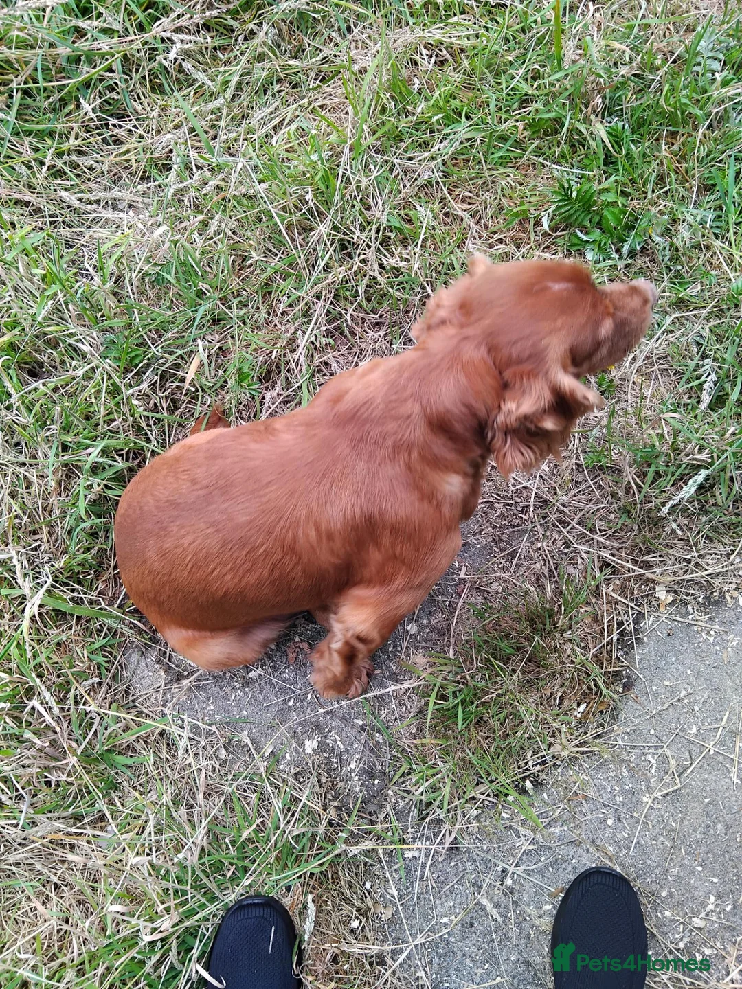 Cocker Spaniel dogs for sale: Working cocker spaniels  in Okehampton - Advert 2