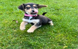 Jackapoo dogs for sale: Adorable Jackapoo puppies  - Image 7