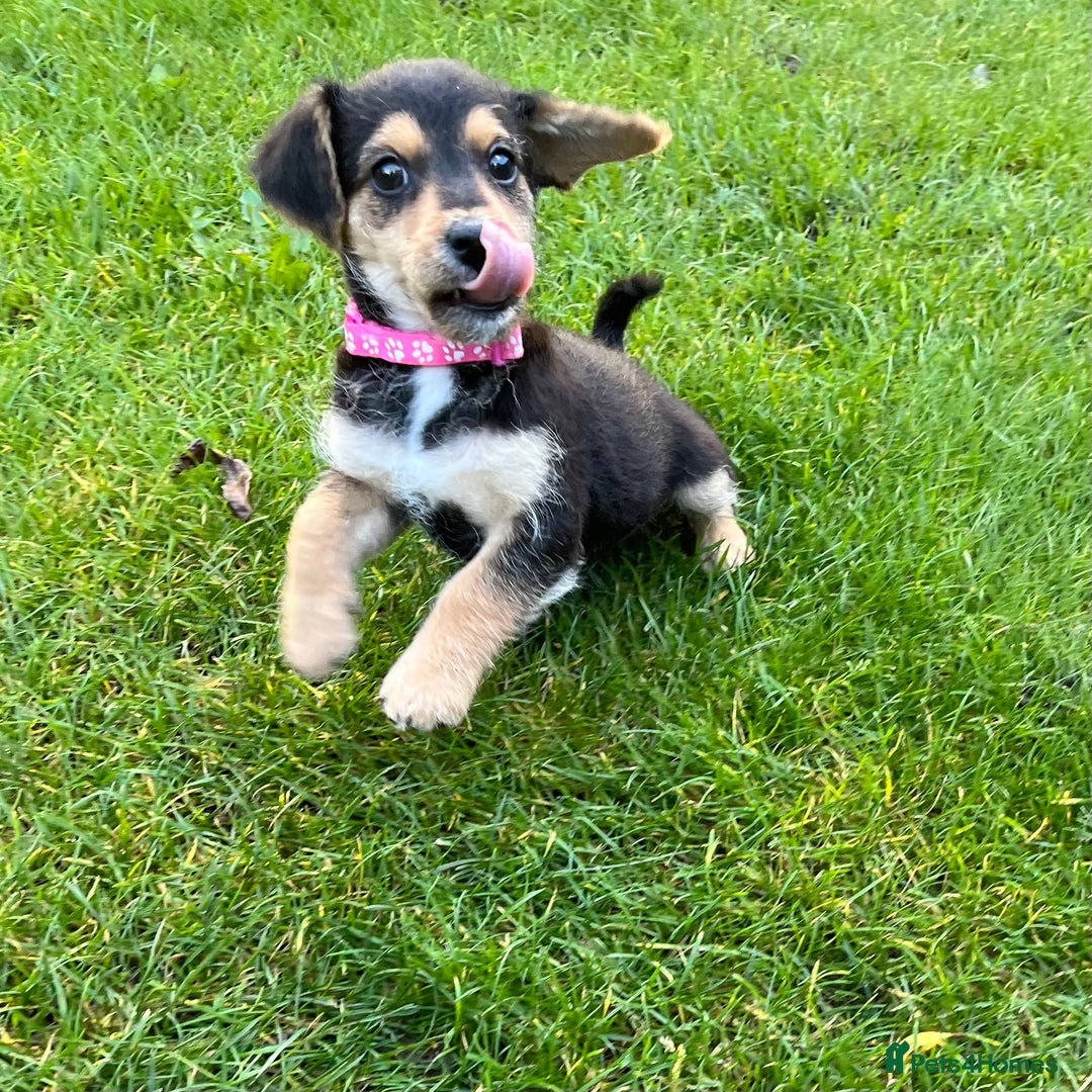 Jackapoo dogs for sale: Adorable Jackapoo puppies  - Image 7