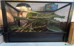 Chameleon reptiles for sale: Young female panther chameleon  - Image 2