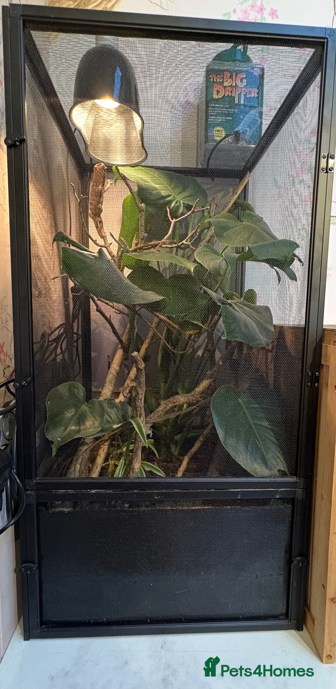 Chameleon reptiles for sale: Young female panther chameleon  - Image 2