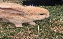 Mini Lop rabbits for sale: 2 Pure Mini Lop Bunnies - Image 6