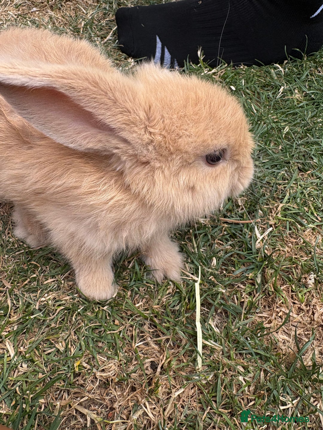 Mini Lop rabbits for sale: 2 Pure Mini Lop Bunnies - Image 6