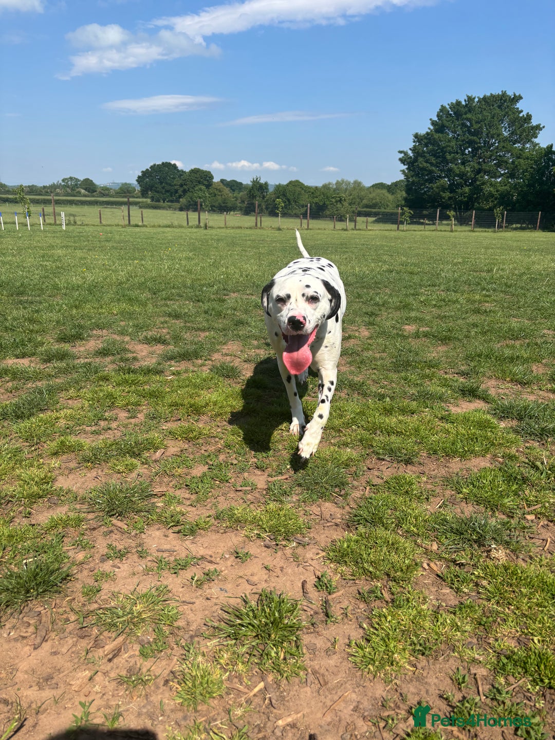Dalmatian dogs for sale: 3 year old Dalmatian  - Advert 2