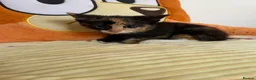 Domestic Shorthair cats for sale: Adorable Kittens Looking for Loving Homes in Willenhall - Advert 12