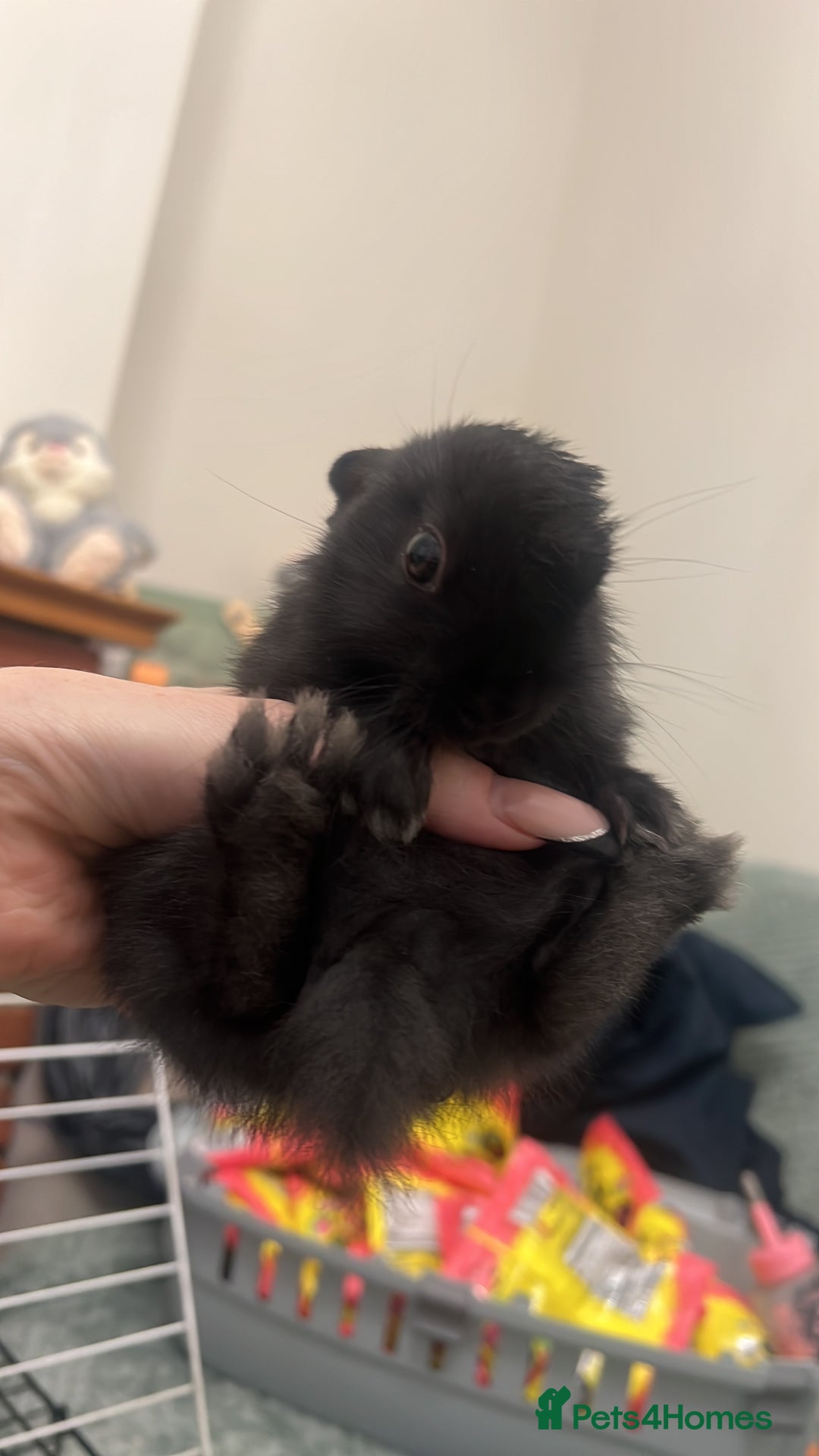 Mini Lion Lop rabbits for sale: Beautiful little bunnies ready now  - Image 2