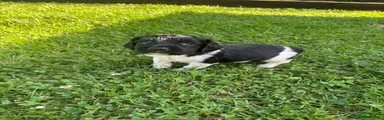 English Springer Spaniel 8
