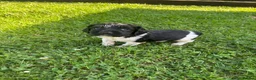 English Springer Spaniel dogs for sale: Springer Spaniel Puppies  - Advert 6