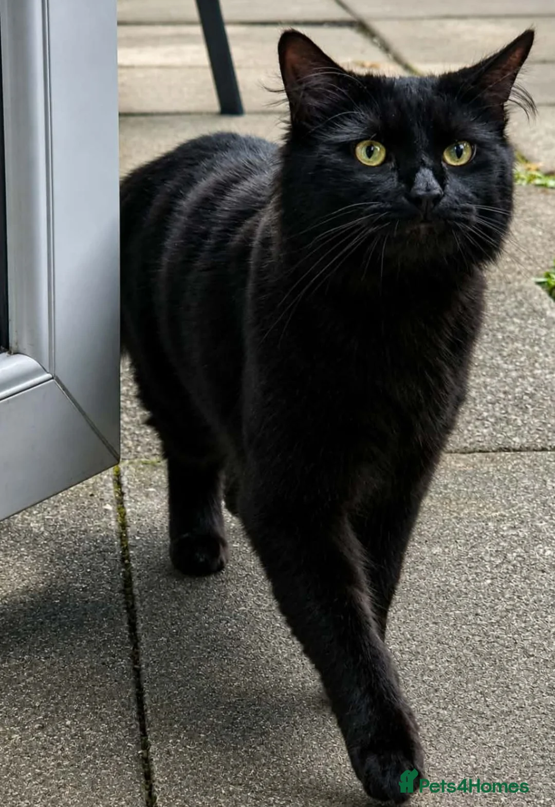 British Longhair cats for sale: Beautiful 20 month old Marley in Clitheroe - Advert 4