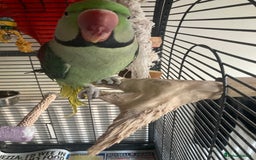 Parrots birds for sale: Felix the Alexandrine Parakeet - Advert 6