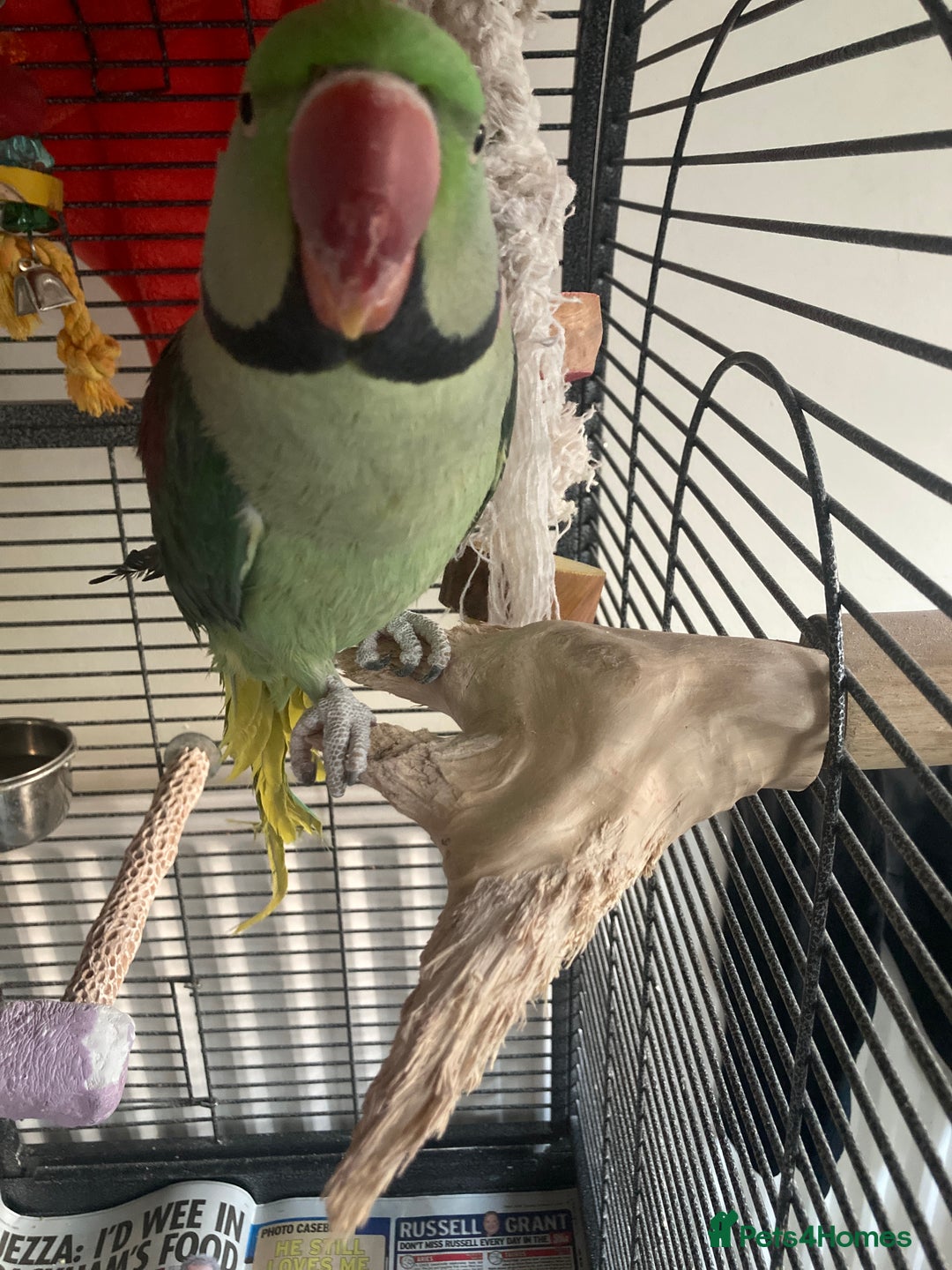 Parrots birds for sale: Felix the Alexandrine Parakeet - Advert 6