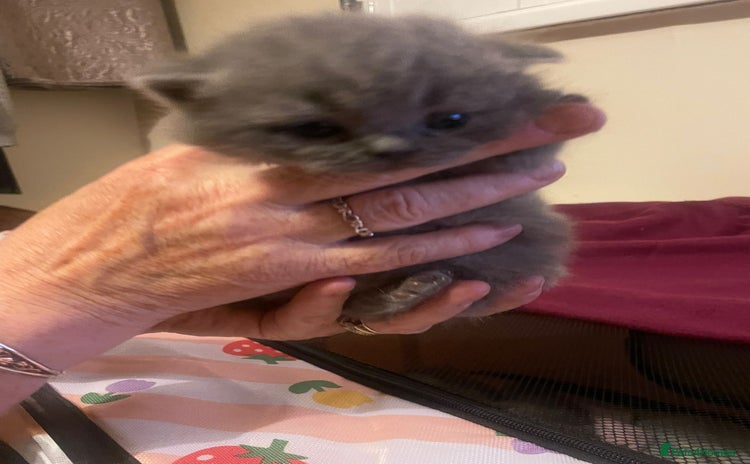 British Shorthair cats - Advert 35