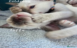 Oriental cats for sale: 8 supersoft GCCF registered Oriental kittens  - Image 29