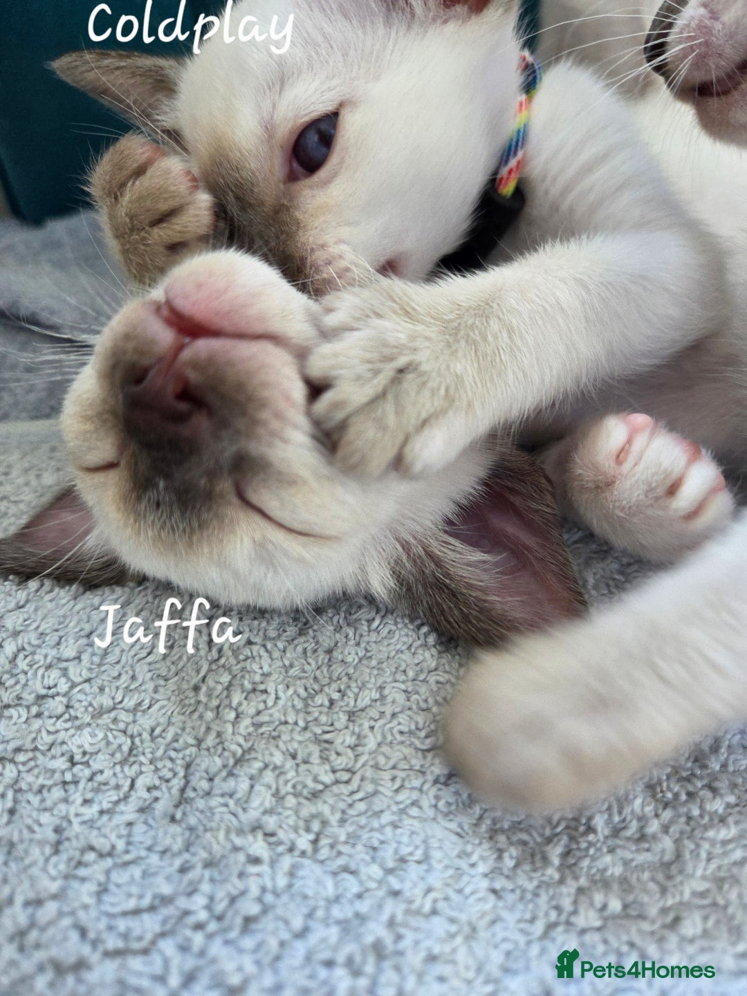 Oriental cats for sale: 8 supersoft GCCF registered Oriental kittens  - Image 29