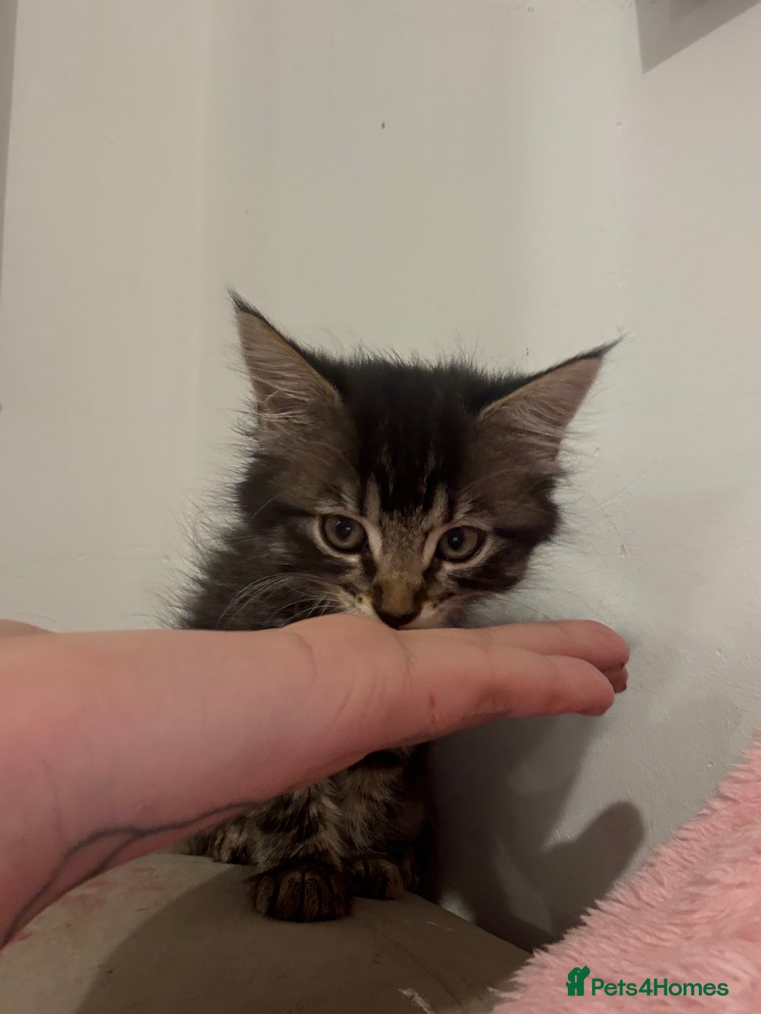 British Longhair cats for sale: Last girl remaining. Pretty long haired 7.5 weeks  - Advert 5