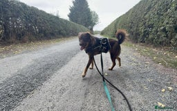 Mixed Breed dogs for adoption: Meet Heather, currently residing in Cheshire  - Image 9