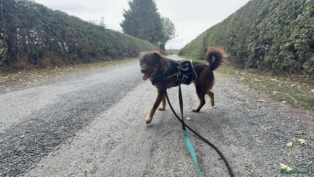 Mixed Breed dogs for adoption: Meet Heather, currently residing in Cheshire  - Image 9