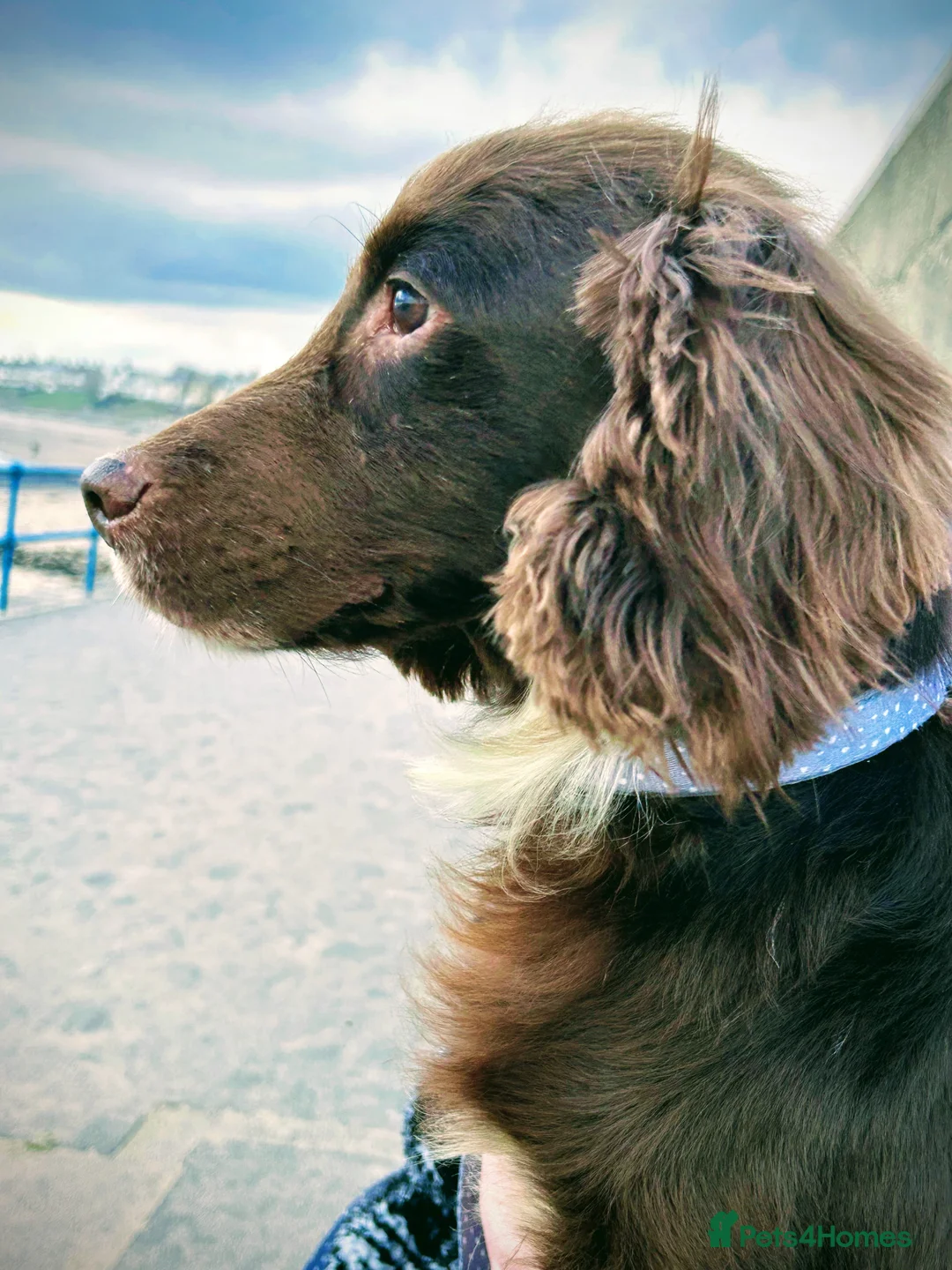 Cocker Spaniel dogs for sale: Cocker spaniel male  - Advert 4