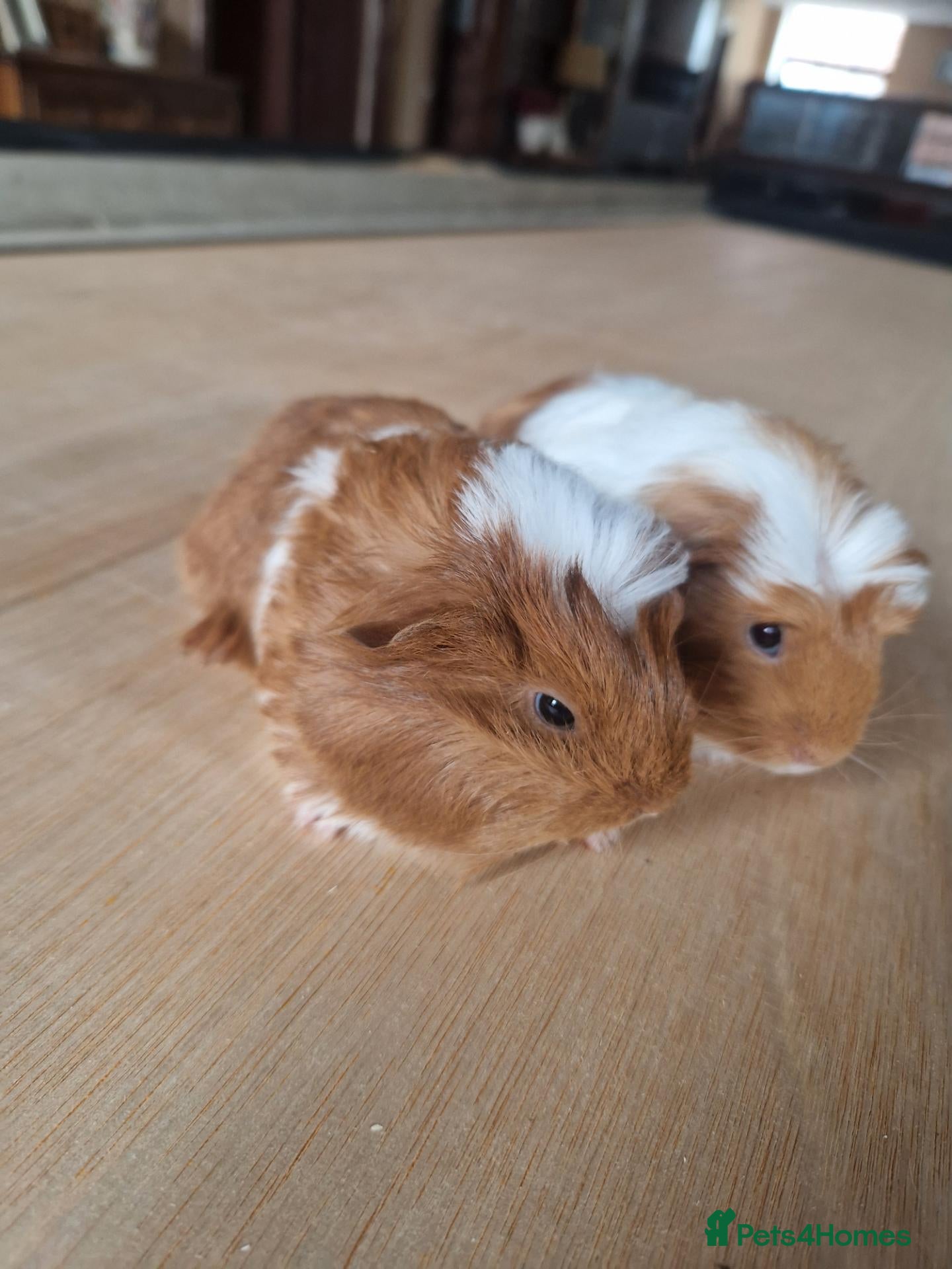 Guinea Pig rodents Baby Guinea Pigs - Advert 17