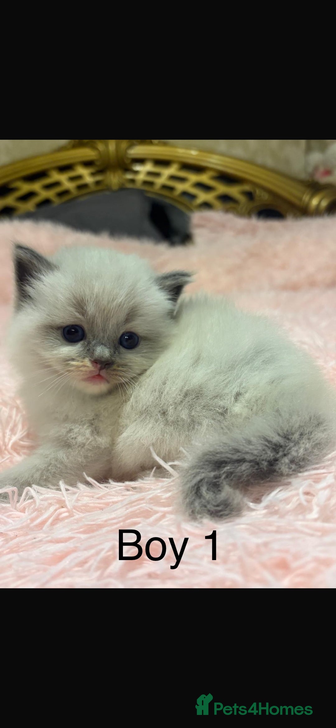 Ragdoll cats for sale: Beautiful ragdolls - Advert 5