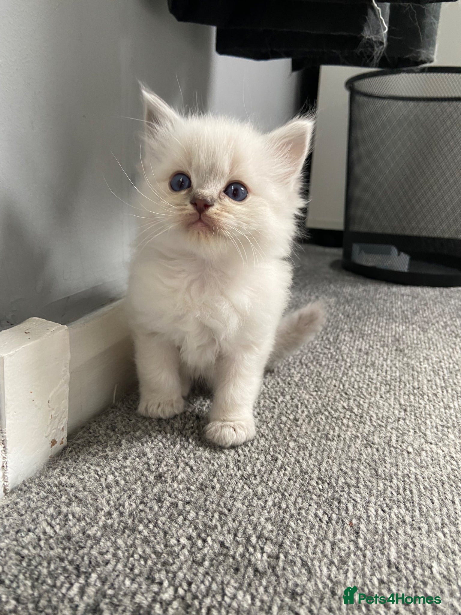 Ragdoll cats Adorable Lilac point Ragdoll kittens - Advert 2