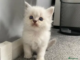 Ragdoll cats Adorable Lilac point Ragdoll kittens - Advert 2