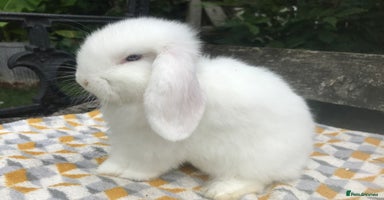 Mini Lop rabbits - Advert 16