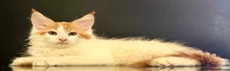 Maine Coon cats for sale: Beautiful maine coon kittens - Advert 10
