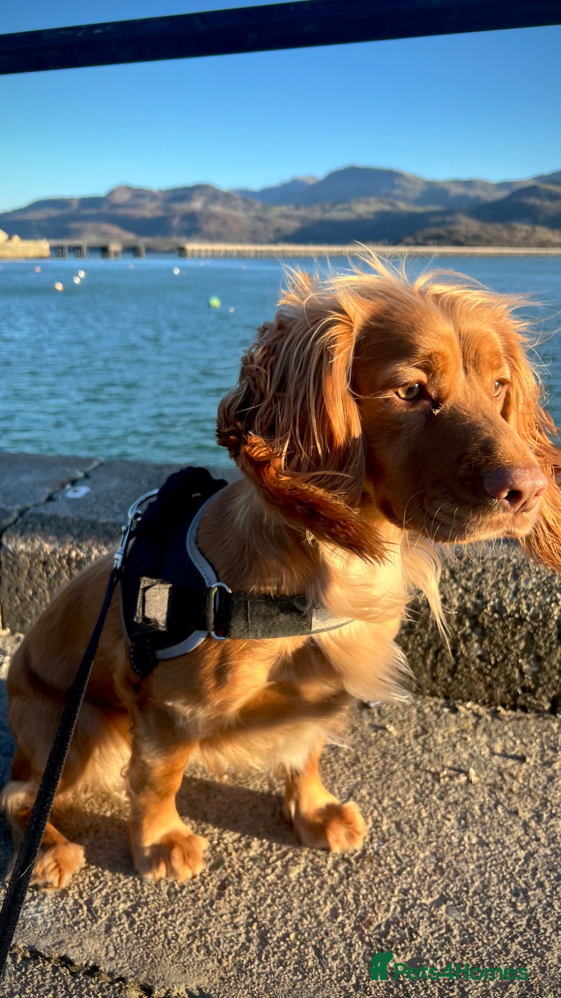 Cocker Spaniel dogs Cocker spaniel puppies - Advert 10