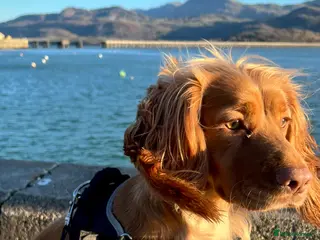 Cocker Spaniel dogs Cocker spaniel puppies - Advert 10