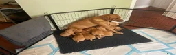 Labrador Retriever dogs for sale: Beautiful Fox Red Labrador Puppies  in Grantham - Advert 1