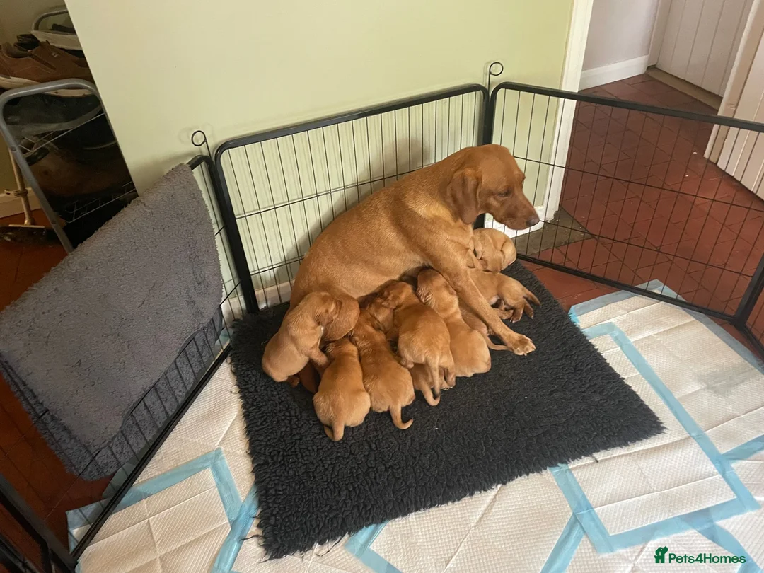 Labrador Retriever dogs for sale: Beautiful Fox Red Labrador Puppies  in Grantham - Advert 1