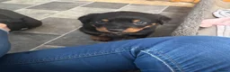 Mixed Breed dogs for sale: Rottweiler x collie pups - Advert 6