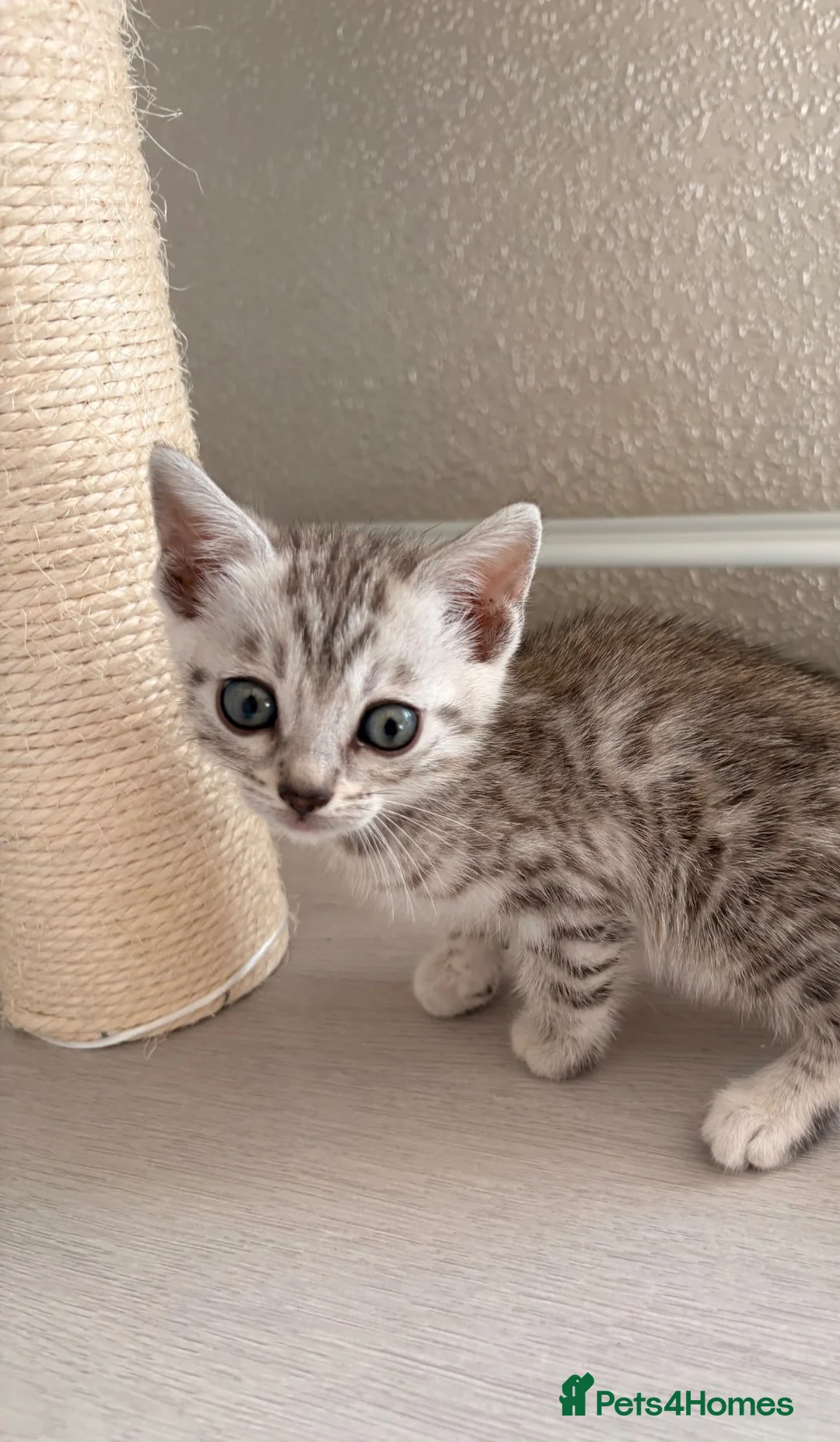 Mixed Breed cats for sale: Stunning British short hair x Bengal kittens  - Advert 2
