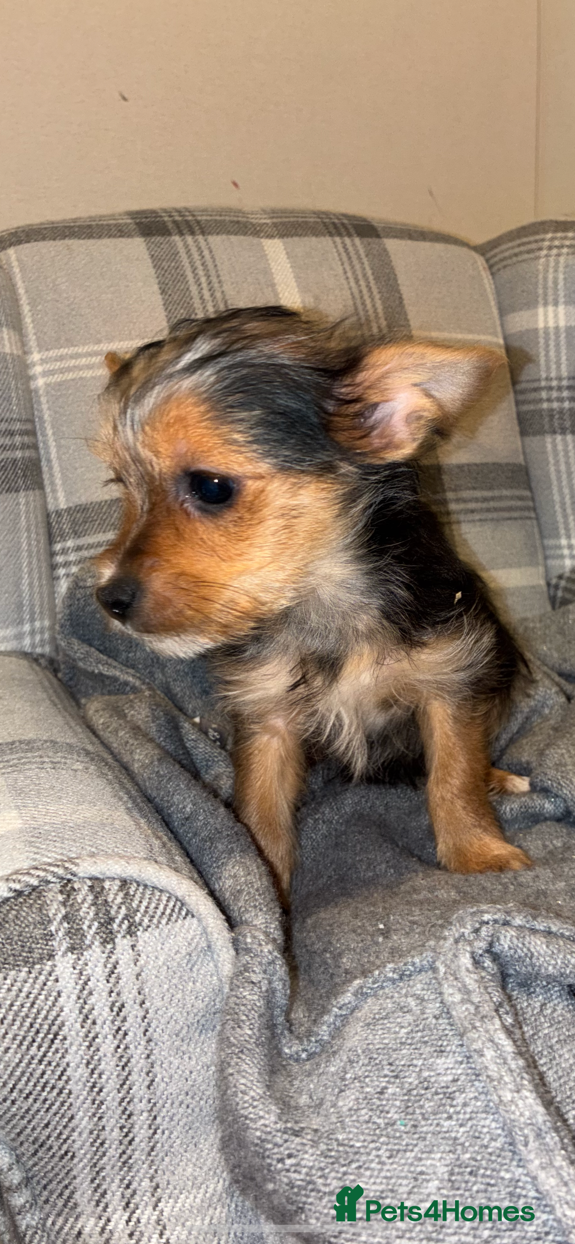 Yorkshire Terrier dogs Yorkshire terrier puppies for sale  - Advert 1