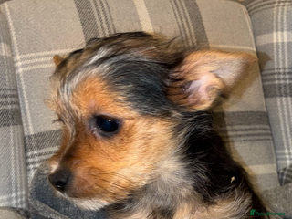 Yorkshire Terrier dogs Yorkshire terrier puppies for sale - Advert 10