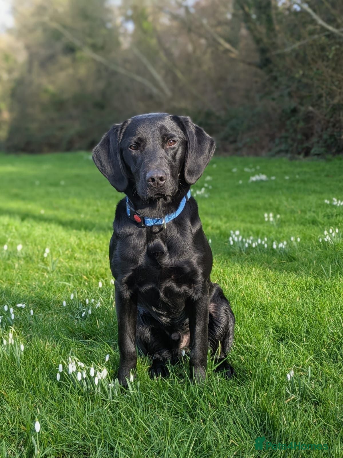Labrador Retriever dogs Assistance dogs - Advert 2
