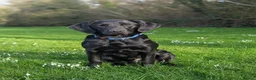 Labrador Retriever dogs for sale: Assistance dogs - Advert 2