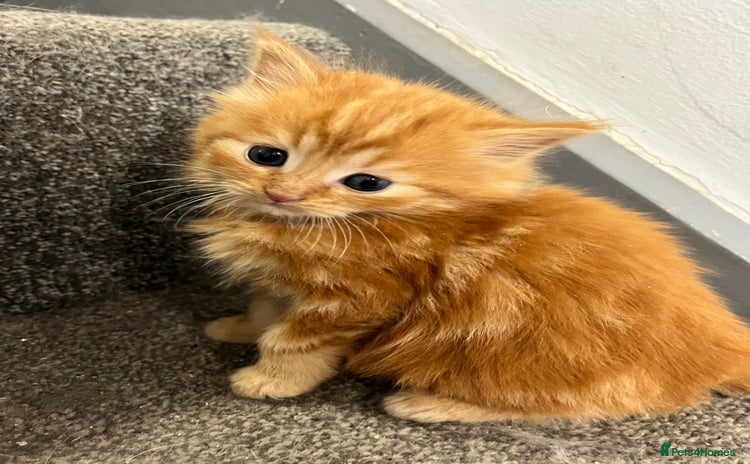 Maine Coon cats - Advert 2