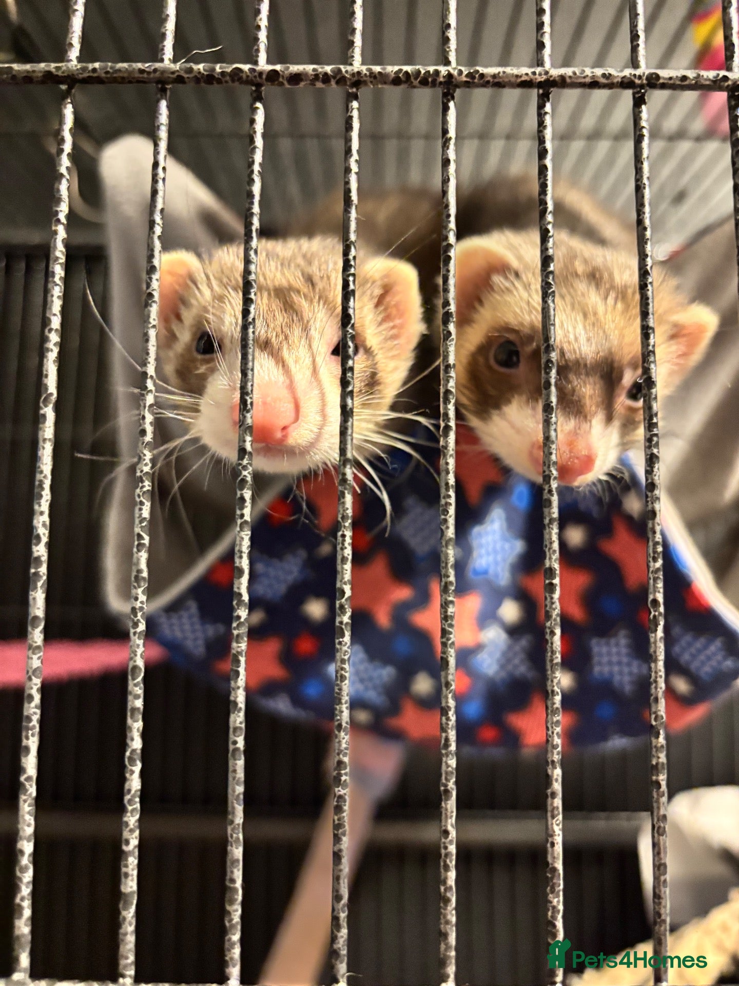 Ferret rodents 2 female ferrets for sale  - Advert 1