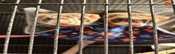 Ferret rodents for sale: 2 female ferrets for sale  in Brighton - Advert 1