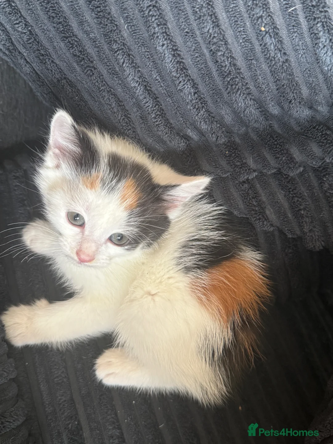 Mixed Breed cats for sale: 4 beautiful kittens ready to leave 🐈‍⬛ - Advert 2