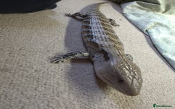 Skink reptiles for sale: Blue tongue skink for sale - Image 6