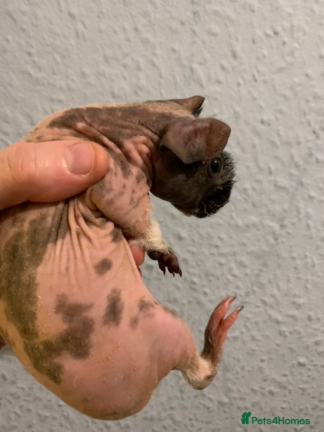 Guinea Pig rodents for sale: Skinny pigs and Skinny Pig Carriers - Advert 30