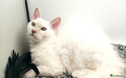LaPerm cats for sale: Lilac point longhaired curly LaPerm kitten - Image 15