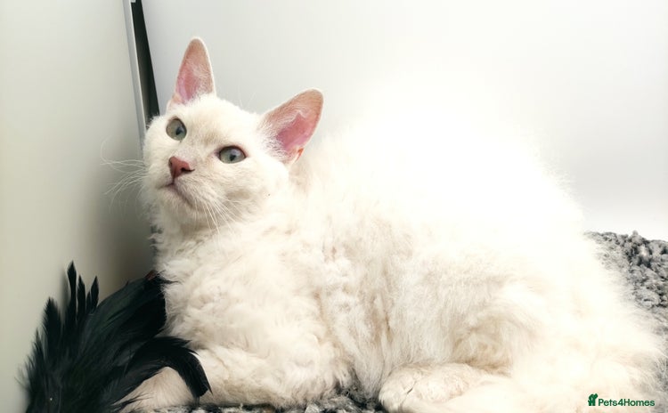 LaPerm cats - Advert 1