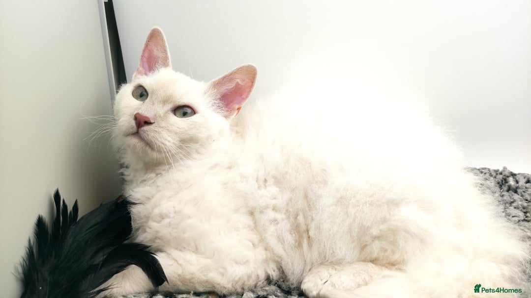 LaPerm cats for sale: Lilac point longhaired curly LaPerm kitten - Image 15