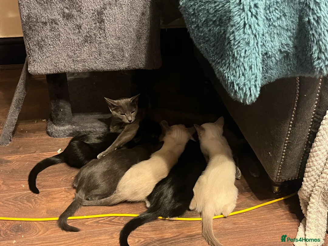 Oriental cats for sale: 9 STUNNING KITTENS - PLEASE READ DESCRIPTION!! - Advert 1
