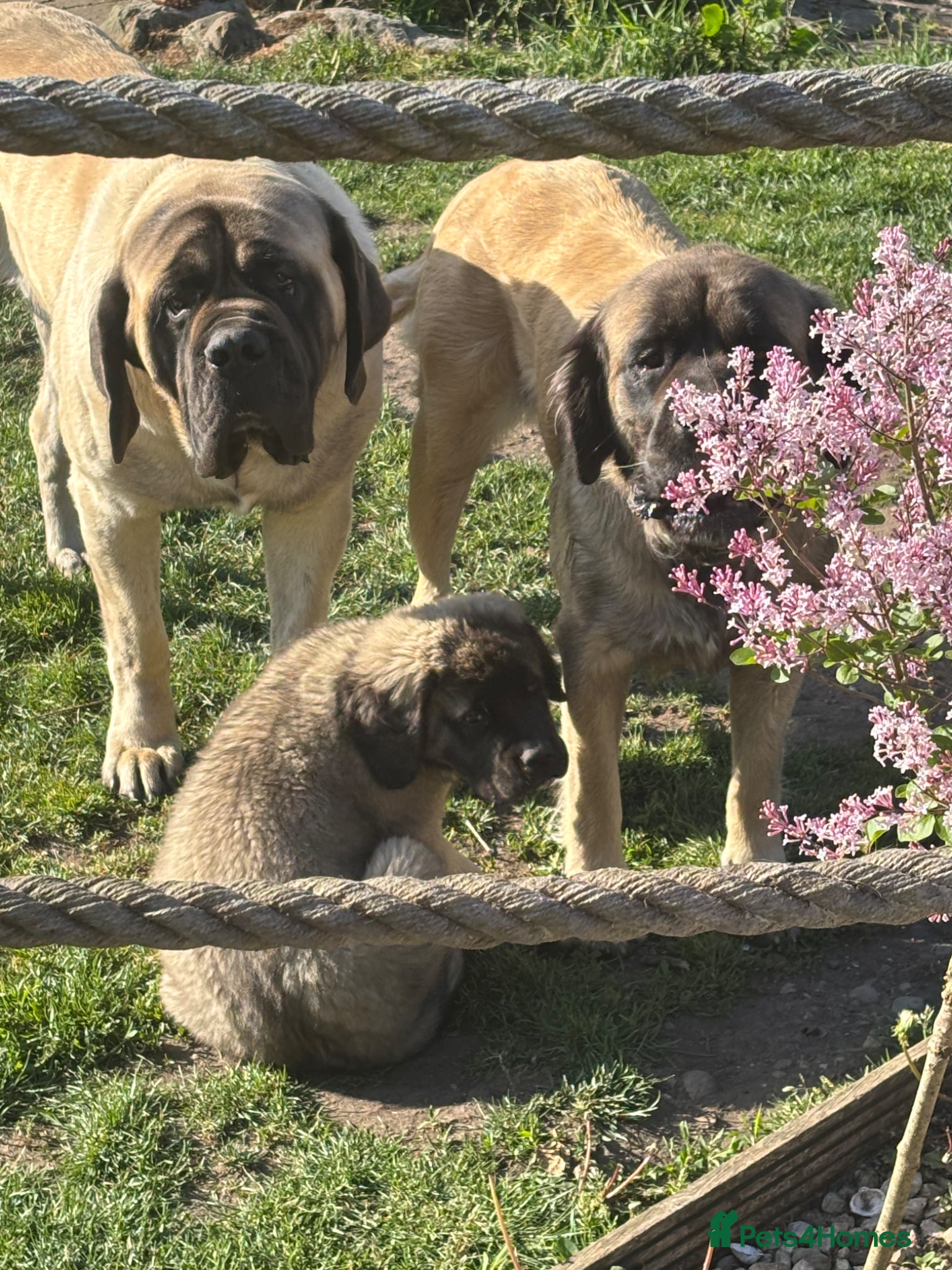 Mastiff dogs Kc reg old English mastiff puppies - Advert 2