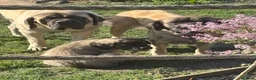 Mastiff dogs for sale: Kc reg old Ellis’s mastiff puppies - Advert 2